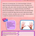 Science of Reading aligned guided reading worksheet about hands for intermediate ESL and 5th-6th grade students.